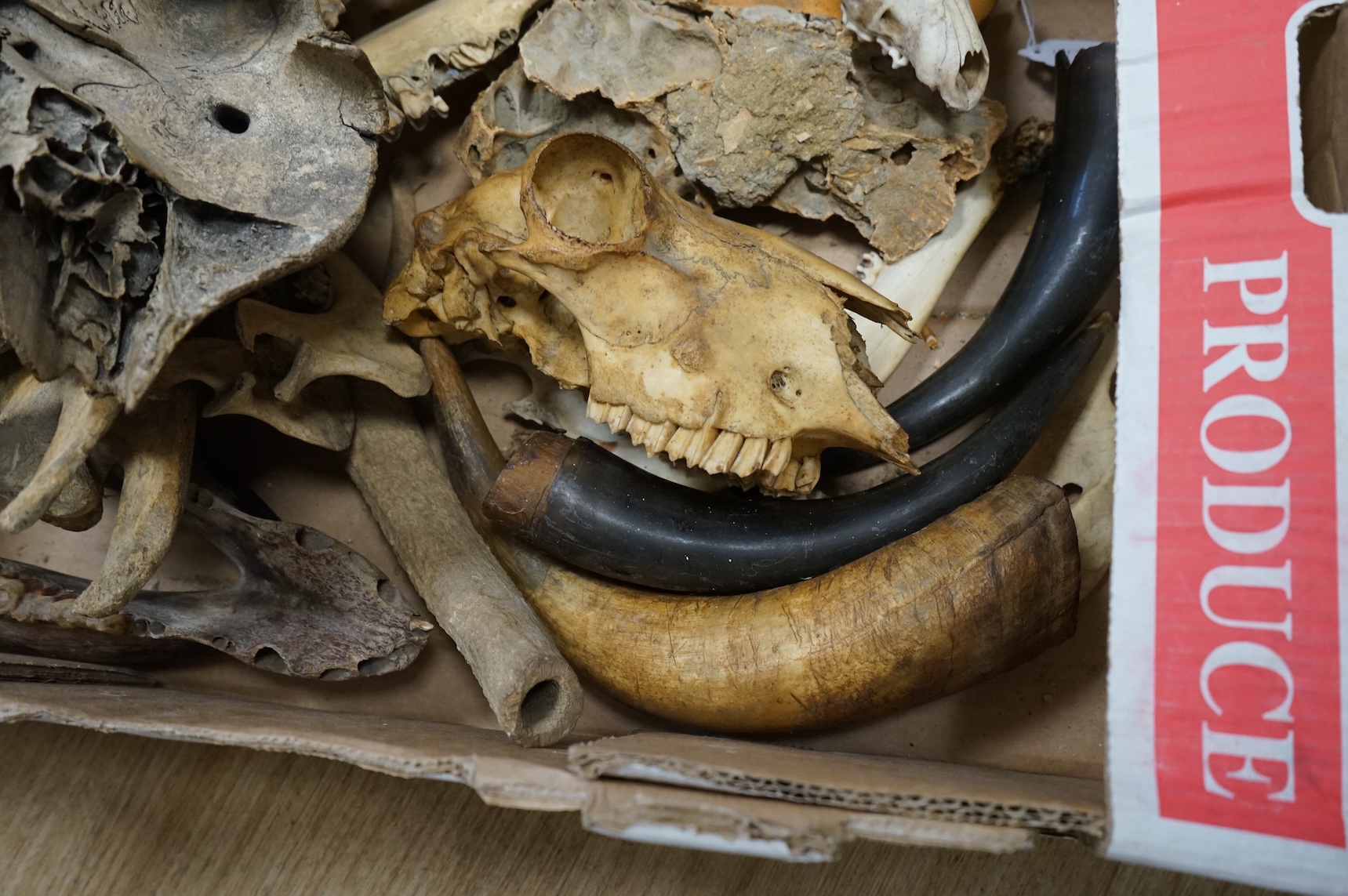 Science interest - a collection of horns, bones, fossils etc.
